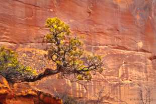 Twisted Juniper-9725.jpg Twisted Juniper-9725.jpg